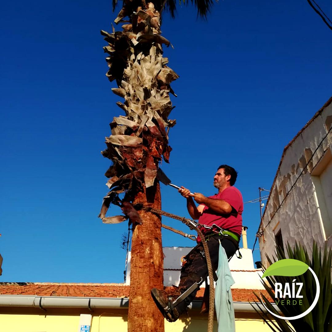 Raiz__Verde's tweet photo. 🆕 Arreglo de #palmera en San Pedro del Pinatar. Imágenes que nos demuestran que el trabajo bien hecho por profesionales crea grandes resultados. 

➡ ¿Qué te parece el antes y el después?  ¡¡Te leemos en comentarios!!.
#poda #podadepalmera #jardin https://t.co/TizhlRe75G