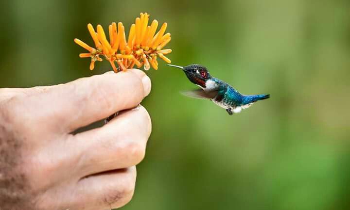 TheWildestFacts's tweet photo. Bee Hummingbird (Mellisuga helenae ) is the smallest bird on our planet that can weigh 1.95g and have avg length of 5.5cm.
@nicolettarig #hummingbirds #birds #StHelens #wildlife #feather
#endangered #species @ABCbirds #conservation #thewildestfacts @audubonsociety @Natures_Voice https://t.co/n8xNlvKglN