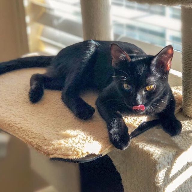 4Paws_4Rescue's tweet photo. This sweet little girl is Cranberry. She is the last of a Thanksgiving litter and she is ready to find her new family! She is a very affectionate cat who prefers to sleep next to or on top of whomever will keep her warm and give her cuddles. She loves to… https://t.co/FouuWVYBS7 https://t.co/bekzbLlTav