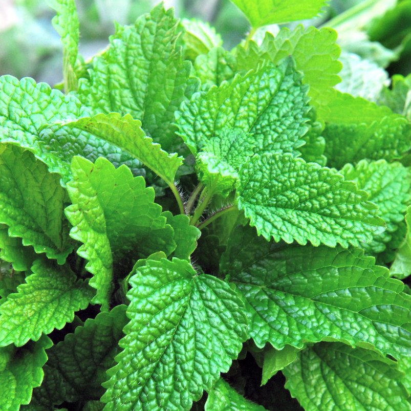 Edible Madison tweet media