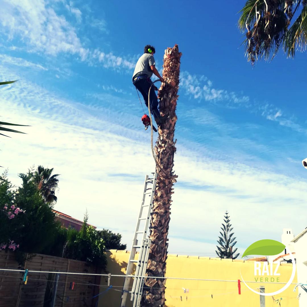 Raiz__Verde's tweet photo. Proceso de tala de #palmera ⚔🌴

Aquí vemos a nuestro técnico trabajando cuidadosa y meticulosamente, paso a paso hasta alcanzar el #objetivo. Solo con verdaderos profesionales podrás conseguir los mejores resultados. ¿Quieres darle otro aspecto a tu #jardín? https://t.co/aR0M37U84q