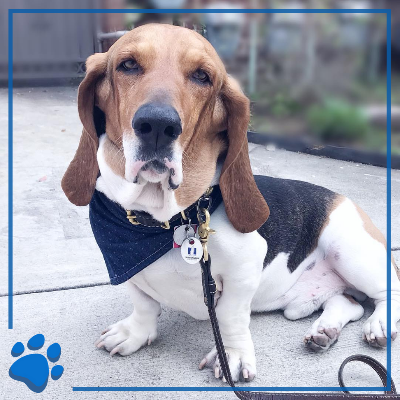 NationwidePet's tweet photo. Happy #PresidentsDay from our very own presidential pooch, Franklin D Woofsevelt from Insta: https://t.co/hEPdvY8d4S #franklindroosevelt #membermonday #NationwidePet #PetsofNW https://t.co/i3LkT06f1X