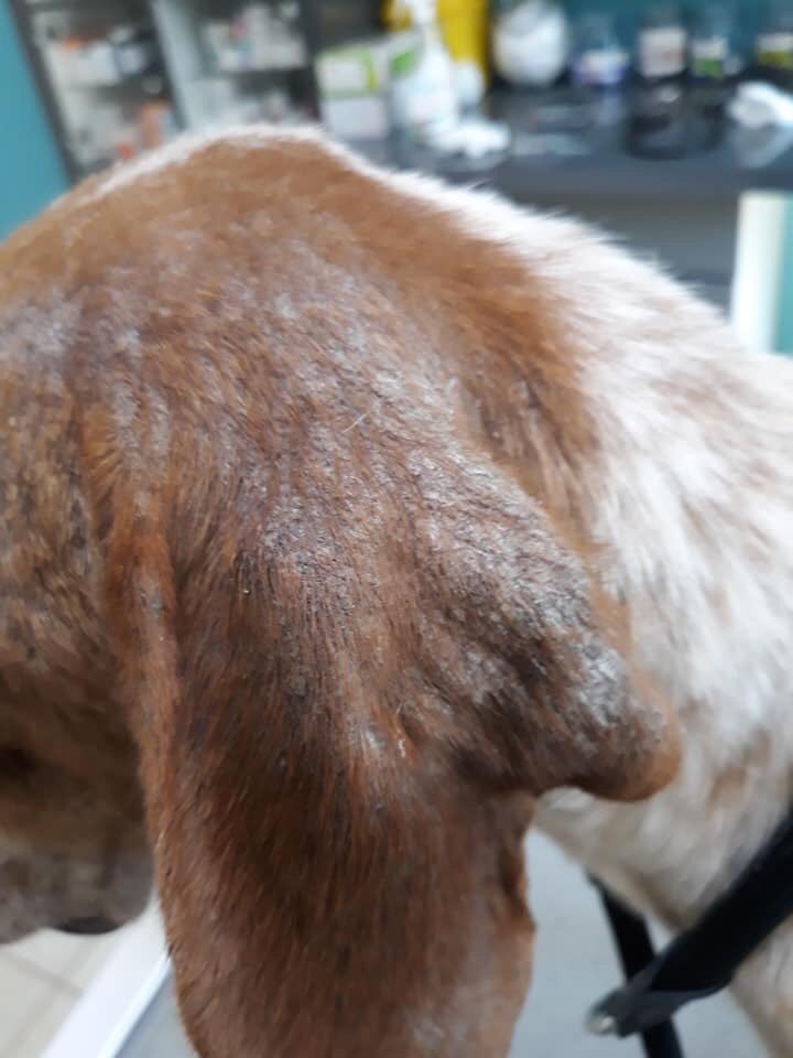 CyprusRehome's tweet photo. Today we picked up this girl from a local pound. We don’t have the funds to take her on but we couldn’t leave her there and in this state! She needs a name, any suggestions? @WeatherDog3 @rickygervais @realpogdogs @Michael_Buffer #wedontdeservedogs #animalwelfare #lovedogs https://t.co/k7bPyilaT6