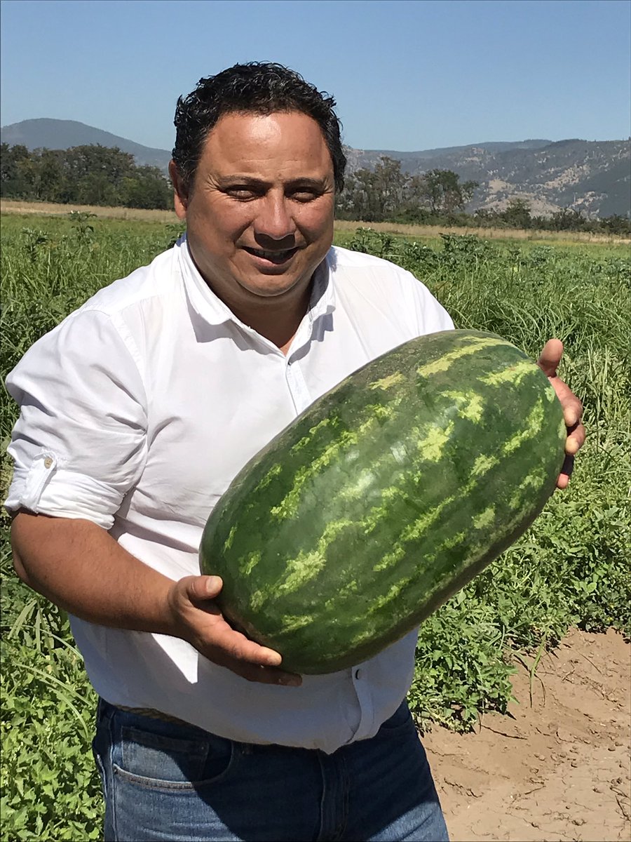 ignacioc81's tweet photo. Con mi regalona Sandía #Sandi
@OrigeneSeeds 
@customseeds 
Cosecha Agrícola El Guindo 
Talca,Pencahue https://t.co/Liwt7VDCga