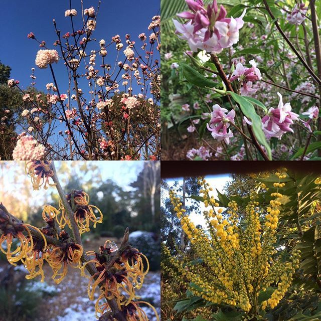 Exoticgardenco's tweet photo. These shrubs giving a wonderful scent in my garden the last few days, #viburnumcharleslamont.#daphnejacquelinepostill, #hamamelis, #mahonia. #thesuffolkcoast, #Aldeburgh, #Thorpeness, #Orford. #AldeValley. #aoetrust.org. #suffolk. https://t.co/rySh7FjYig https://t.co/lR1ka8IgpW