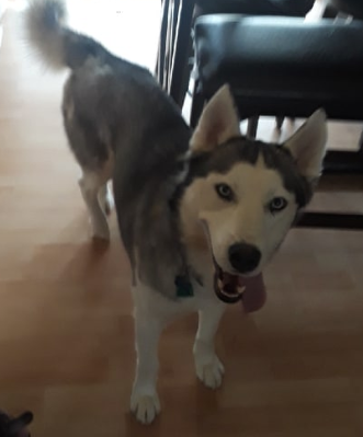 Taysia Blue Rescue tweet media