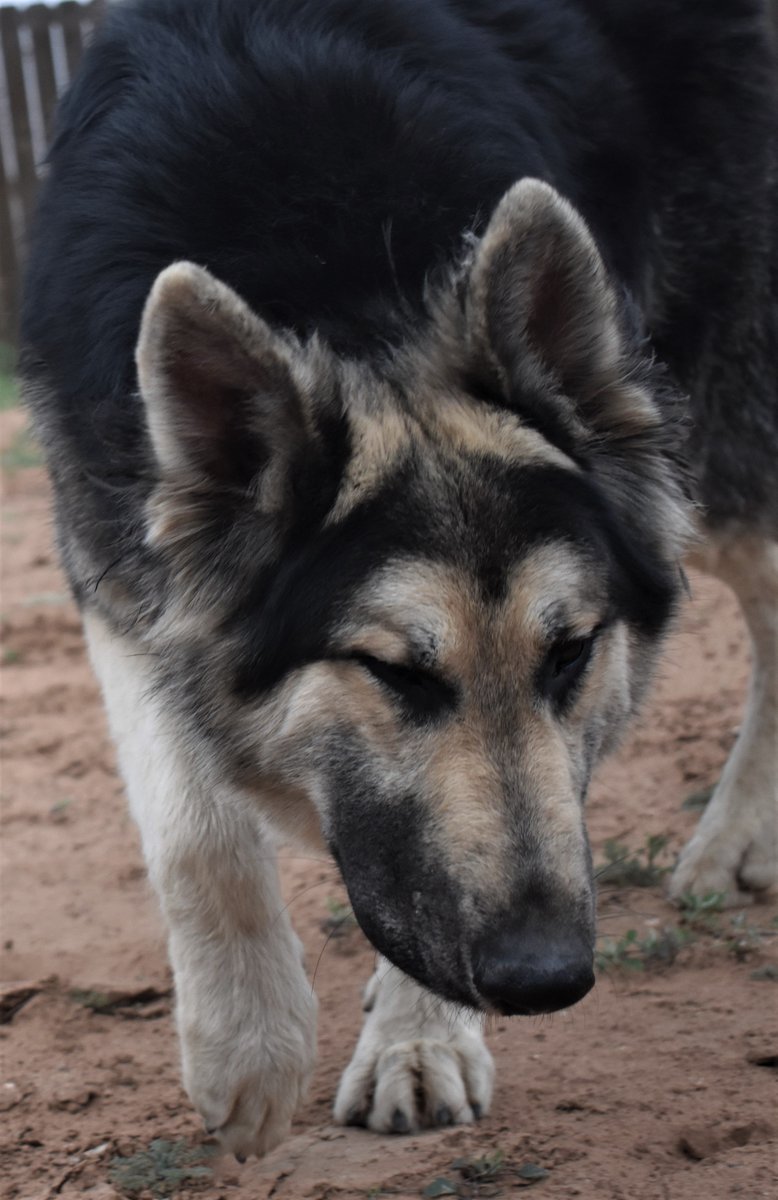 becsgsd's tweet photo. Real Steel #realsteel #germanshepherd #texasdogs #germanshepherdsintexas #largegermanshepherds #oldstyleshepherds #realdogs #realshepherds https://t.co/fIIGdvn1dU