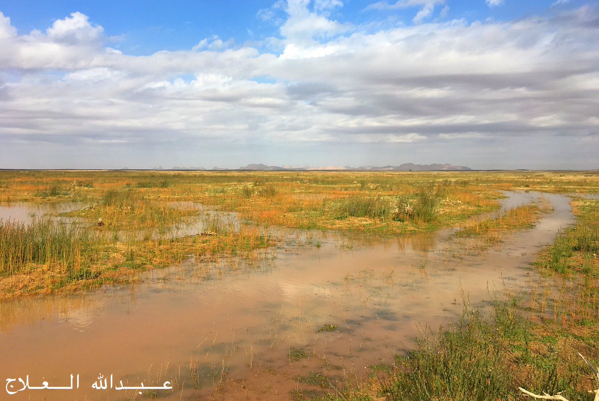 user3676's tweet photo. خيمة قطن صباح الجمعة ٢٠١٩/٢/١٥ #ربيع_١٤٤٠ https://t.co/2e71DUZpE7
