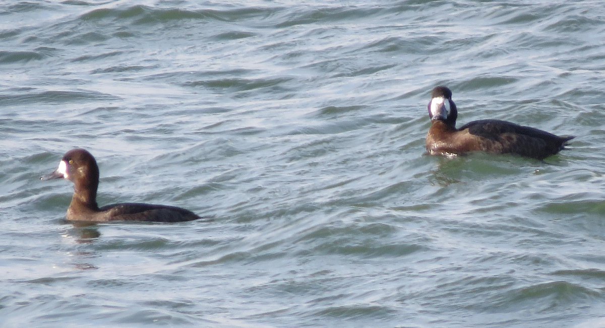 rotaryppphil's tweet photo. Excellent weather for visit to Marsh Lane with RSPB group on Feb.13th.  Splendid views of kingfisher, displaying(?) coots and snipe (7 altogether) from the main hide. 
Also 2 female scaup off Old Hall, Pitsford Res.  @NaturalEngland @NatureUK @Britnatureguide https://t.co/mDRvbr2n1n