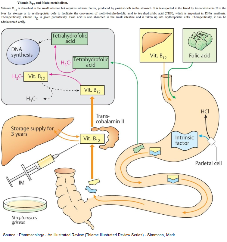 Vitamin B12 Absorption Diagram