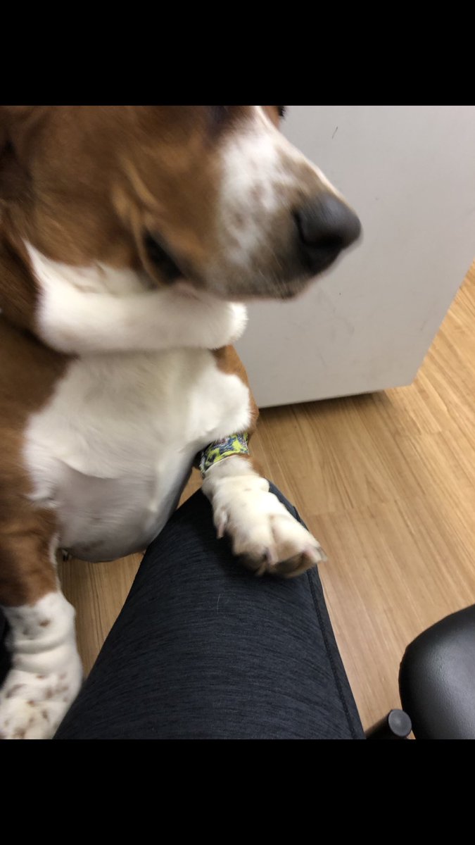 LucasTheMemeDog's tweet photo. Had to get my blood drawn and some shots today it was a little scary but I got lots of treats afterwards so all is fine 😊 hope every one has a great day ♥️ https://t.co/Ca46yktSOo