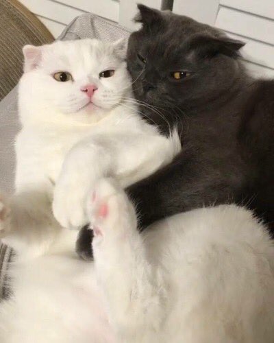 Cats Bible 🐱 tweet media
