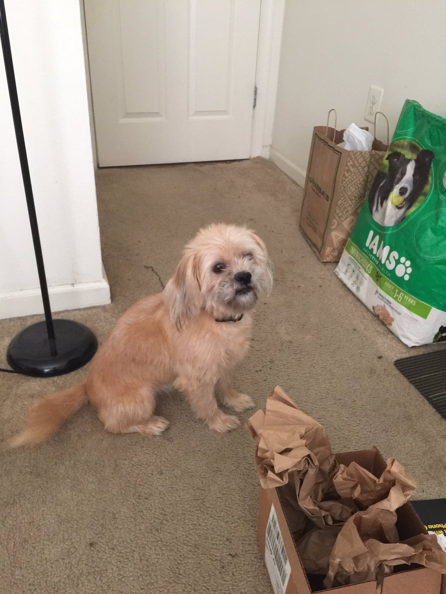 WheretheGOOP's tweet photo. Just did one of the hardest things I've ever had to do. I wish there was something else that could've been done. These last 7+ years have been great and it's so hard to say goodbye. RIP to the best friend a nigga could ask for. I love you Shadow. https://t.co/hOmPzChA5z