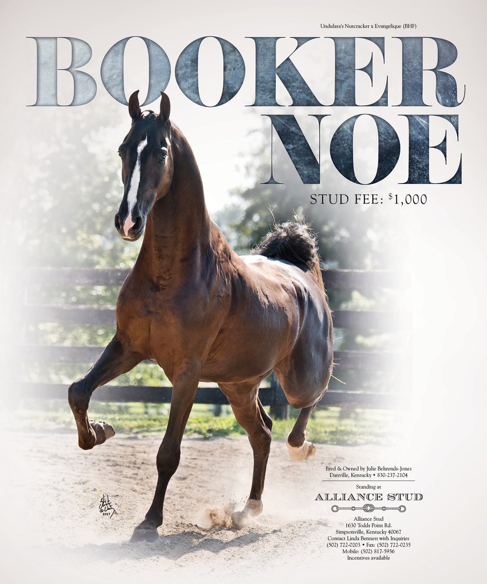 NH_Arabian's tweet photo. Booker Noe, Standing at Alliance Stud — #nationalhorsemanarabian #stallionguide #behrendsjones #alliancestud #stallion #saddlebred https://t.co/mlohaZkjPw
