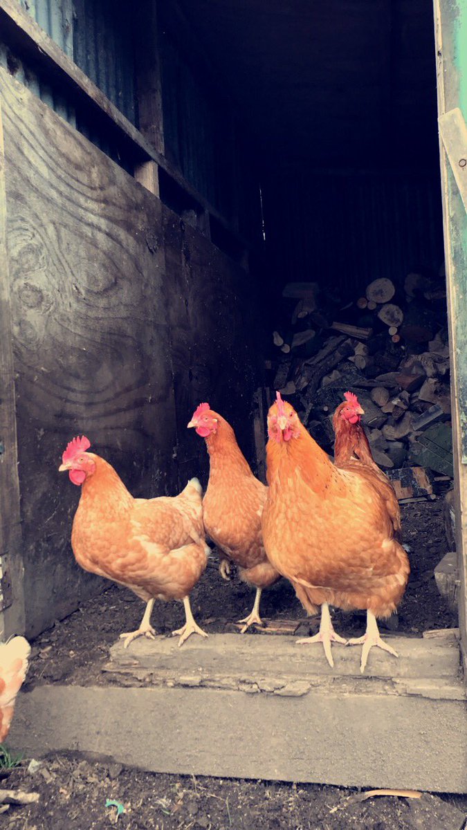 Lambing is in full swing! Even the hens are helping to keep an eye out! 🐑🐔

Farm tours are available on request! 🐮🐑🚜

Catch a short and sweet weekend away in March and see then end of this years lambing season 🐑