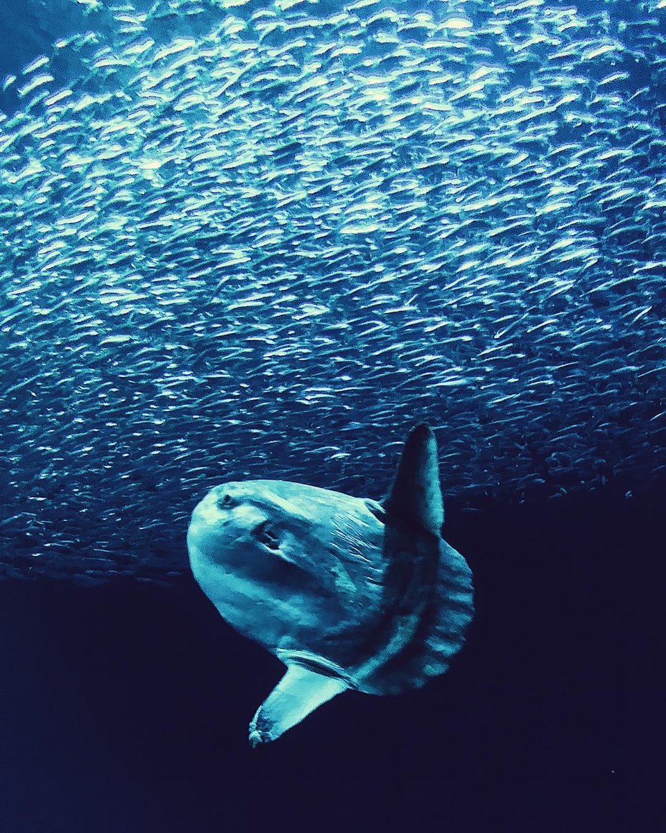 A silver sunfish swims amidst a sparkling sardine sky—a splendid way to start the day in the Open Sea this Mola mola Monday ☀️