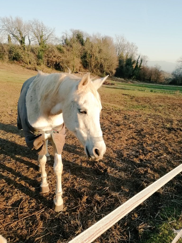 Sweet Little Pegaso...old sweety new adventures 🐎🐎🐎