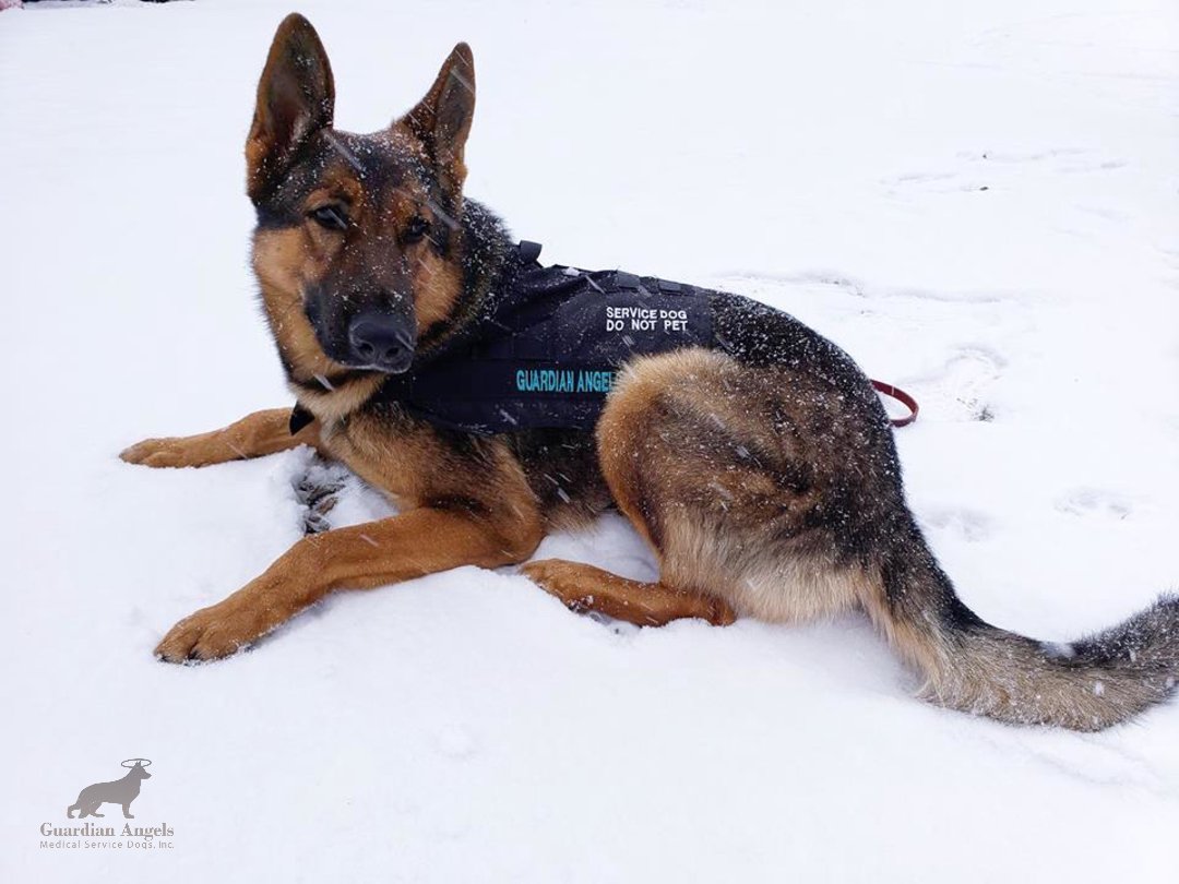 MediServiceDogs's tweet photo. Recent Recipient, Jody captured this awesome photo of his Super #ServiceDog, Nick saying "Nick has finally met snow...he stepped in it..felt the cold and said.....yes!!! I'm home!!! I was built for this!"💙🐾😊❄️
#Love #Family #GSD #ServiceDogs https://t.co/JuLtIvLpdW