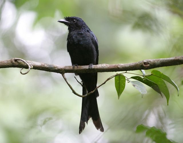 sinharajatours's tweet photo. #SrilankaDrongo #DicrurusLophorinus #BirdsSrilanka #Endemic #EndemicBirds #SrilankaEndemicBirds #BirdWatchingTours #SinharajaRainForest #SinharajaTourGuide #SinharajaTours #SinharajaRainForestTours #RainForest #Srilanka #lka https://t.co/n5ioQYJI1D