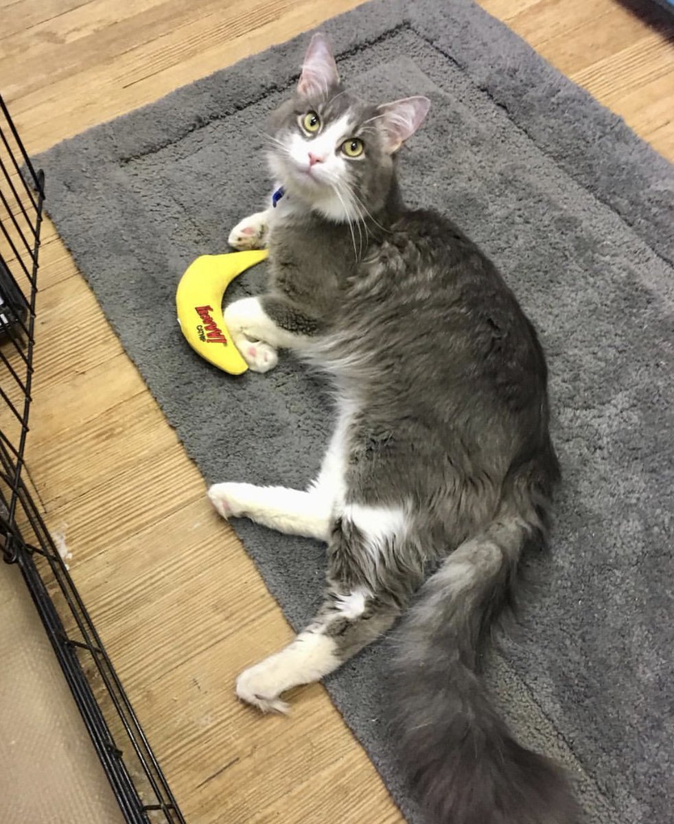 UrbanPawPet's tweet photo. If you’re in the market for a new kitty furbaby, or just love adorable cat pictures and videos, definitely give @bethstern a follow, especially on @instagram! We can’t get enough of all the fluffy cuteness https://t.co/tXuN8Sz5fe