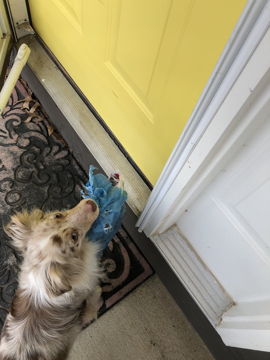 tammyb_PW's tweet photo. Fine cold weekend to try to teach the dog to get the paper. Long term rewards, right? https://t.co/6t4IGJxTdx