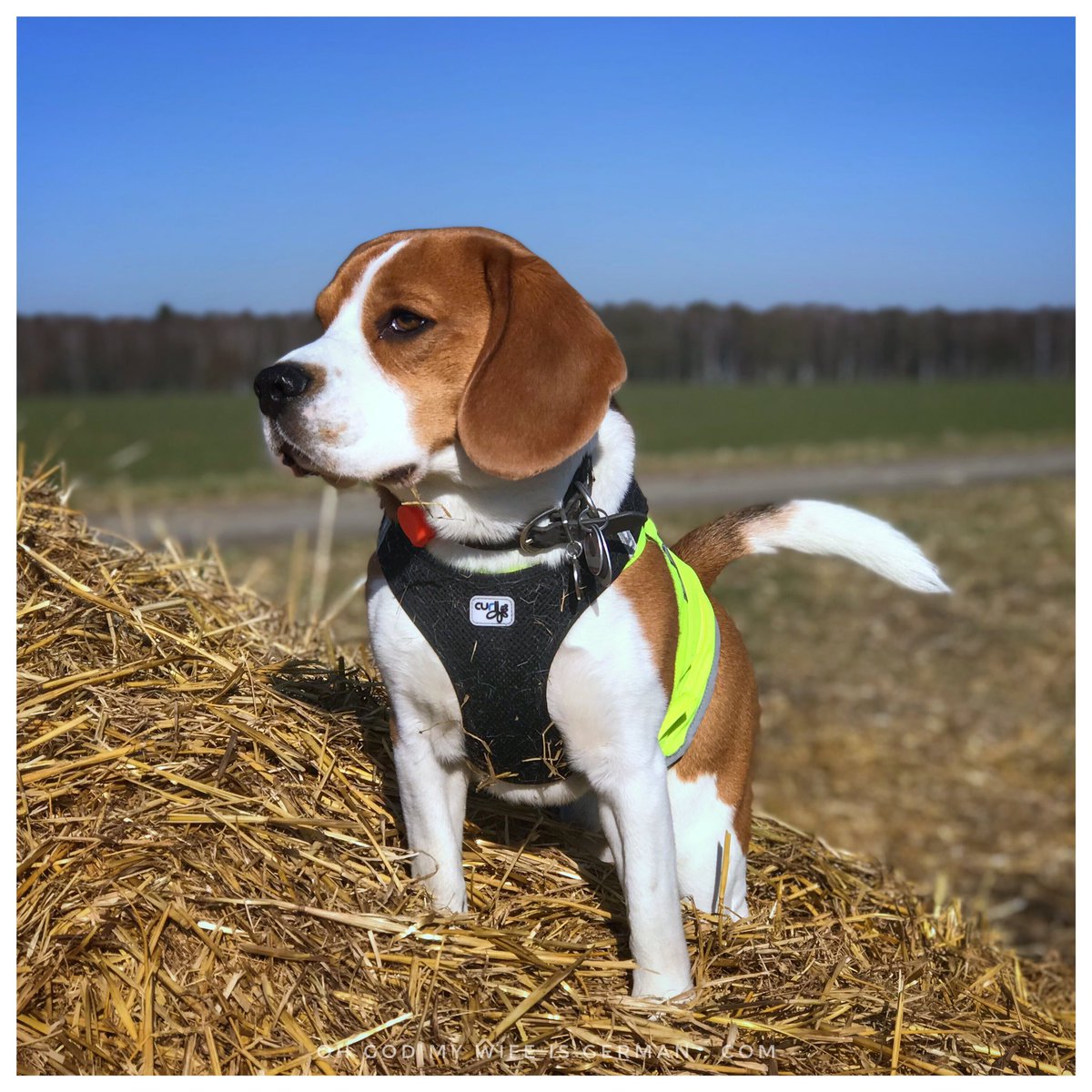 yetithebeagle's tweet image. We seem to be having an early Spring. I, however, remain skeptical. #beagle