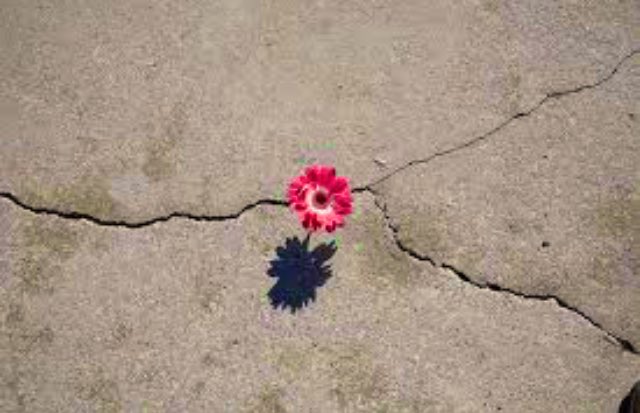 ArangovSamara's tweet photo. @semiologia20191  Sueños~Esperanza https://t.co/ch3mZQE2r8