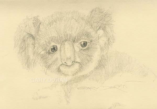 Quick koala bear #pencil #sketch
#koalas #koalabear #smallmammals #cuteanimals #artistsontwitter #sketches #graphite #pencildrawing #animallovers #graphitedrawing #drawing #Sketching #realisticdrawing #animalart #realisticart #quicksketch #PostYourOwnArt #followart
