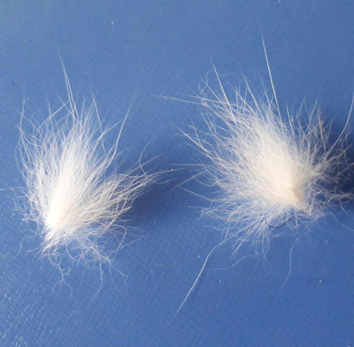 ケセランパセラン