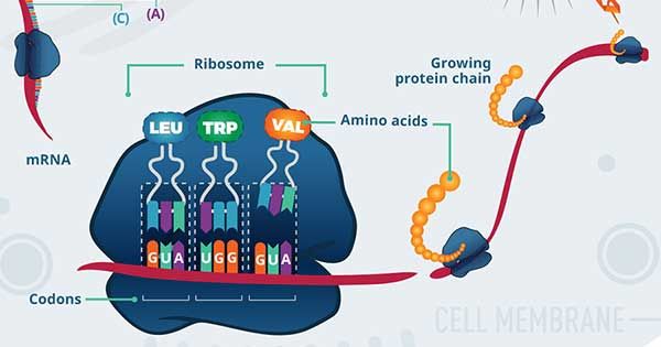 theNCI's tweet photo. Researchers have found an unconventional way to unleash the immune system against liver cancer in mice. https://t.co/RBMzk2B9uS https://t.co/fs9eHkkH04
