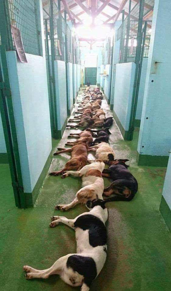 THESE ARE CORPSES OF DOGS DUMPED AT KILL SHELTERS.
DOGS LOYALTY & LOVE HAS NO LIMIT.
HUMANS SHOULD RISE TO THEIR LEVEL
LET'S PROTECT ANIMALS LIVES.
THIS TRAGIC CRUELTY MUST STOP.
#NYC ANIMAL CARE CENTER: 1 OF MANY PLACES OF DESTRUCTION & ABJECT CRUELTY.
INACTION ISN'T AN OPTION.