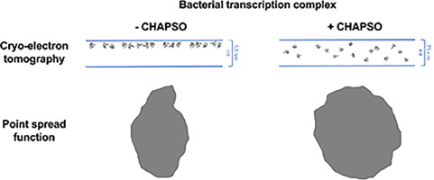 alexjamesnoble's tweet photo. Our paper showing that detergents - in this case CHAPSO - may completely eliminate air-water interface adsorption is now in press and is open access. I'm interested to know if others have found similar behavior with their protein and detergent! https://t.co/oiOLD28M6M https://t.co/SsaCDhFF1a