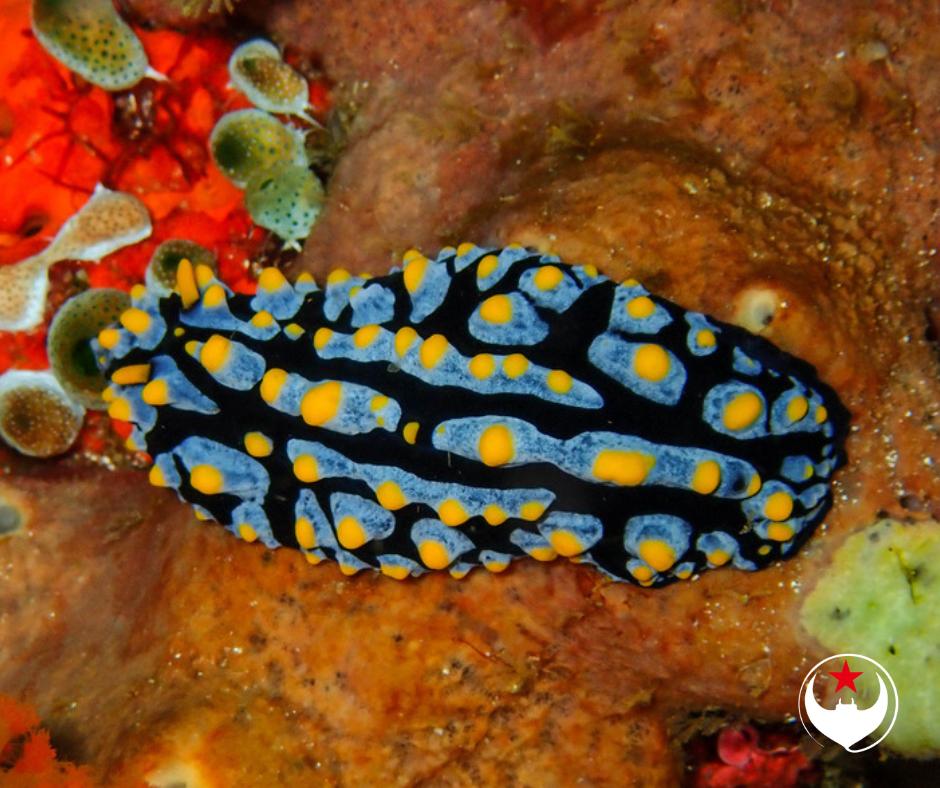 ScubaReps's tweet photo. π»π»π»π» NUDI TUESDAY π»π»π»π»
This is just one of the few Nudi's seen while diving in Komodo - Phyllidia varicosa. The bright colouration of this Nudi warns predators of its toxicity so it's less likely to be eaten.
#scuba #nudituesday #divelife #nudibranch https://t.co/mYn513czIR