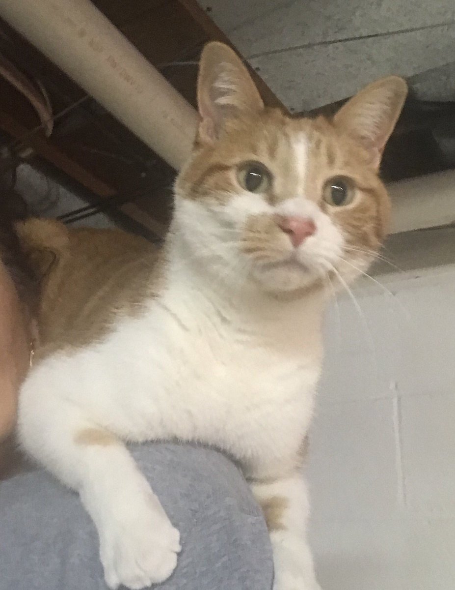 MAPeachie's tweet photo. #bestinrescue it is so hard being rescued! https://t.co/mLbXFfaiYQ