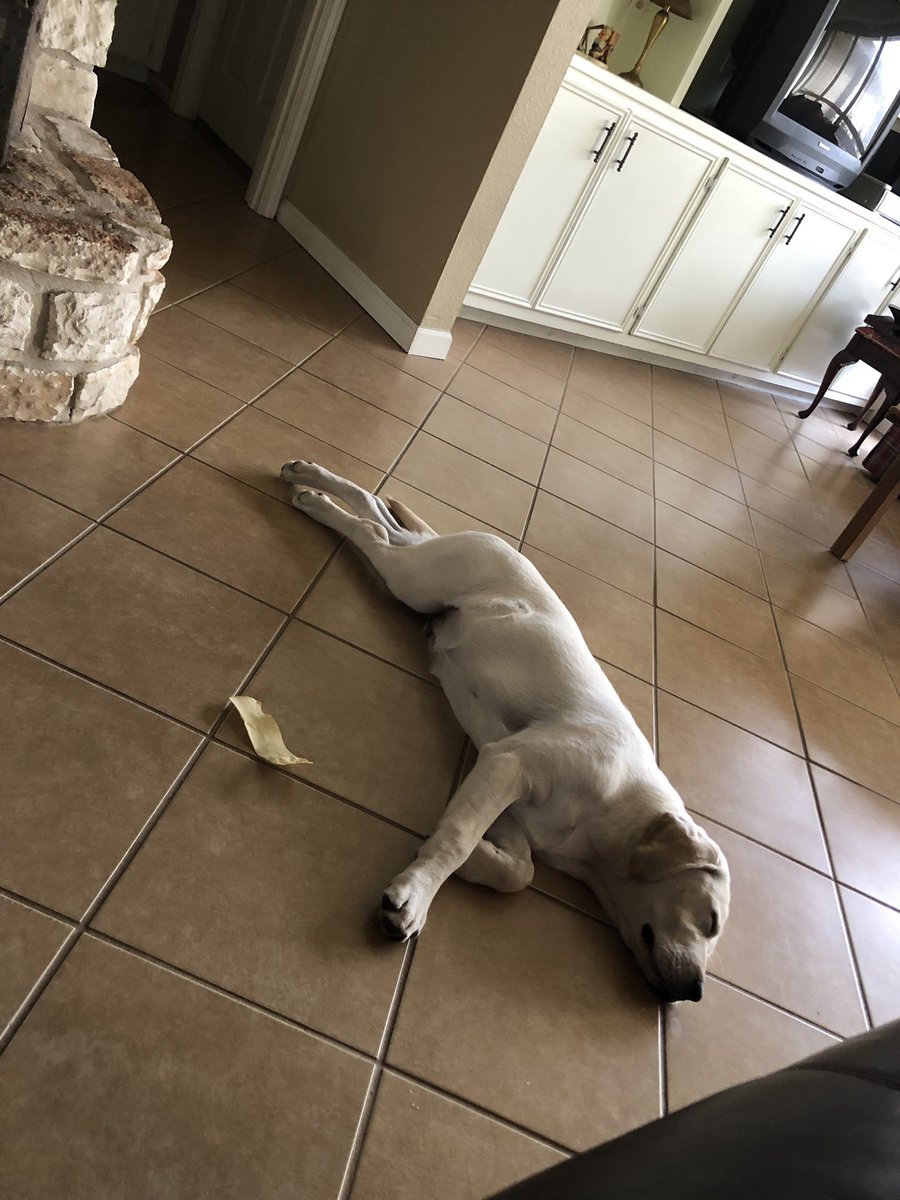 unionjack_lab's tweet photo. Afternoon nap after a busy morning. Ready for my dinner at 5. https://t.co/7L2SscPvdv