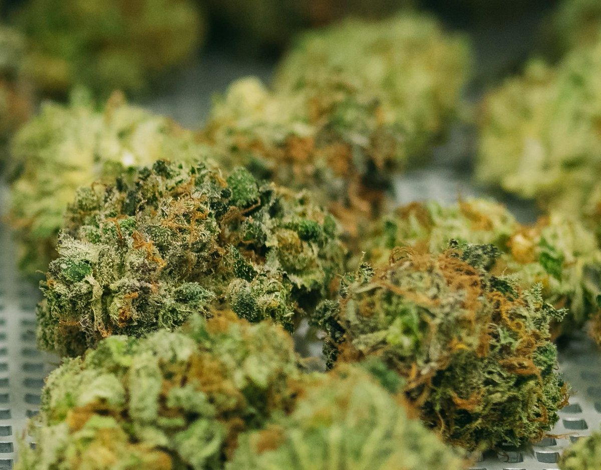 Checked and rechecked. Everything plant that leaves our facility is subjected to the same intense scrutiny. #CannabisThrives #ThriveCannabis #CannabisCommunity #Cannabis #CraftCannabis #CanadianCannabis