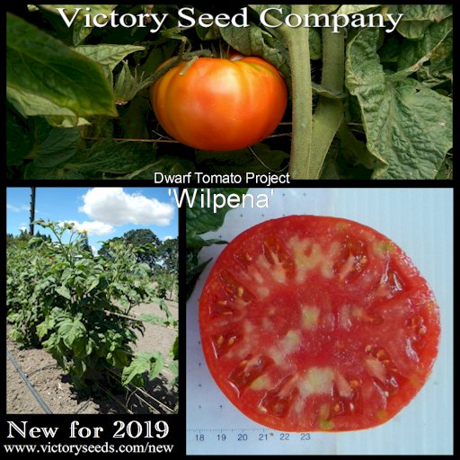 VictorySeeds's tweet photo. New for 2019 from the #DwarfTomatoProject 'Wilpena' produces red, oblate, juicy yet meaty, delicious, well-balanced tasting fruits that average 8-12 oz. each. https://t.co/ybMGsyXwBK #HeirloomTomatoes #Tomatoes #HeirloomSeeds #TomatoSeeds #victoryseeds #cng #NewFor2019 #DTP https://t.co/iGK4wQNqhj