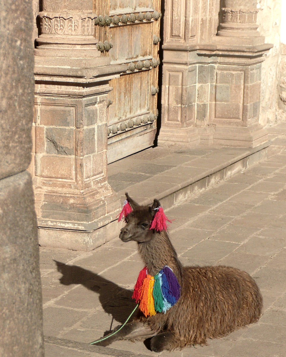 tours_mountain's tweet photo. RECORRE el Trekking del Inca
Atraviesa el camino de los Incas mientras observas #MachuPicchu y las ruinas más famosas de esta civilización.
Además visita #ElCuzco, sus joyas precolombinas y maravíllate con un patrimonio de la #UNESCO
Escríbenos vía whatsapp: 099 4296 437 https://t.co/zYrSSMaLwu