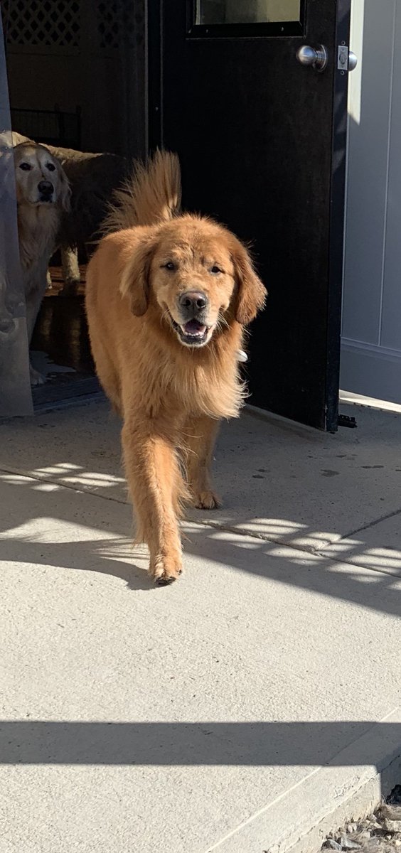 BatdogRookie's tweet photo. I got to play with some new friends @GreenLeafPups, including a few Golden Retrievers...so much fun!!! https://t.co/bk1Y1zyy12