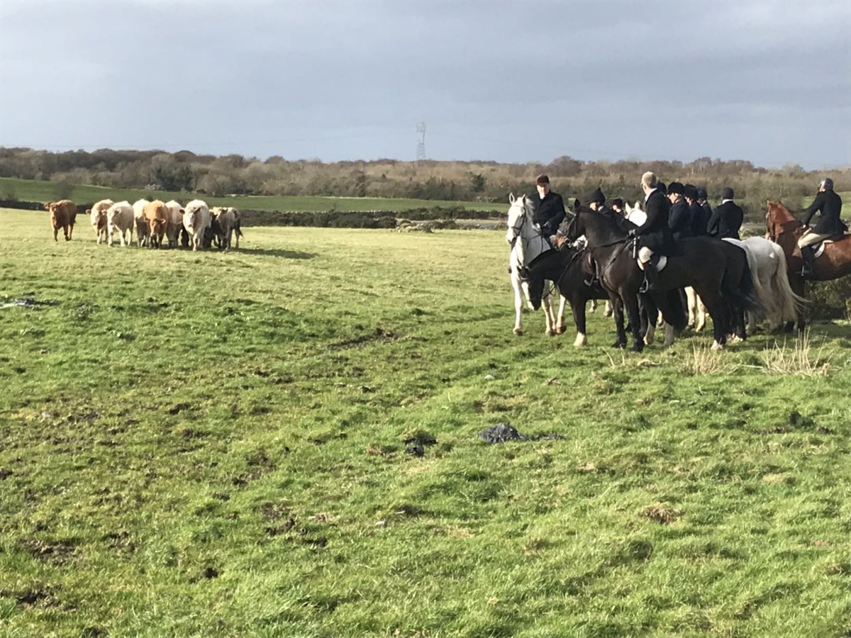JTEquestrian's tweet image. A standoff.. #irishstyle! #huntinginireland