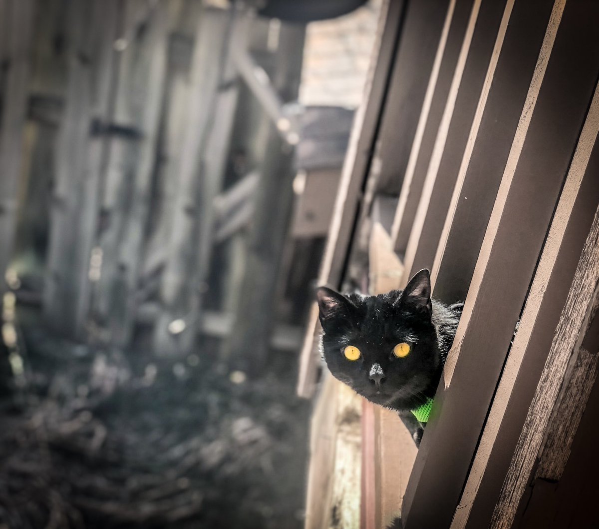 Simon wants to say hi!  How is your Monday?