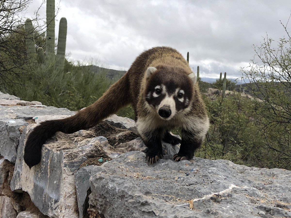 ColossalCavePrk's tweet photo. "Whatca doin' this week?" 👀💕
Come out and see us, check out the Cave and our wildlife! They're fantastic! 🐾😍
Love our #colossalcoatis https://t.co/auiKFINtMs