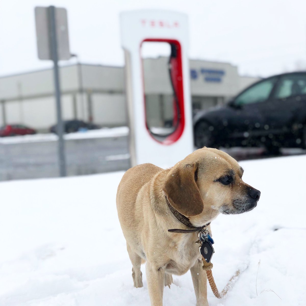 martymadrid's tweet photo. It’s less of a “I have to charge my car” and more of a “I get to walk my dog” @Tesla road trip philosophy https://t.co/3jsJ4PGEqg
