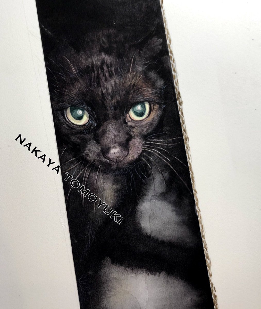 no humans cat animal focus traditional media animal border black cat  illustration images