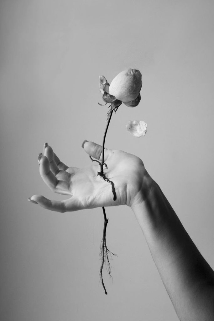 MyHollowWords's tweet photo. Together we mourn
Harsh conditions took its toll
Deadheaded each thorn

Snow flakes fall in swarm
Only survived by our roots
Rays cradled us warm

Buds start to reform
Grew back stronger than ever
Rose weathered the storm

#Haiku #Senryu #Poetry #HaikuChain #Survive #Reborn https://t.co/NvR66kOr3J