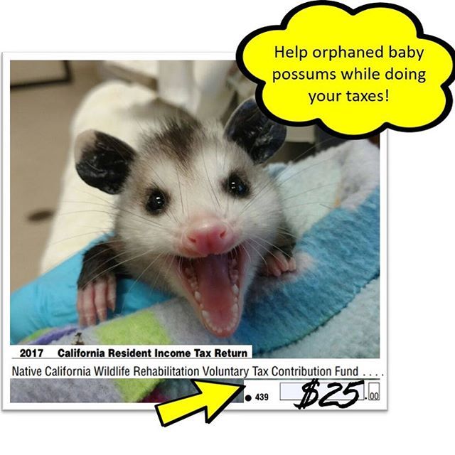 CAWildlife's tweet photo. Spending Presidents Day doing your taxes? Consider donating to the Native California Wildlife Fund on your returns! . .
.
.
.
.
.
.
#wildlife #nativeanimals #animalrehabilitation #wildlifeplanet #animal #animalkingdom #rescue #california #animalsofinstag… https://t.co/vsHavZcgQN https://t.co/BzPyc5BrLf
