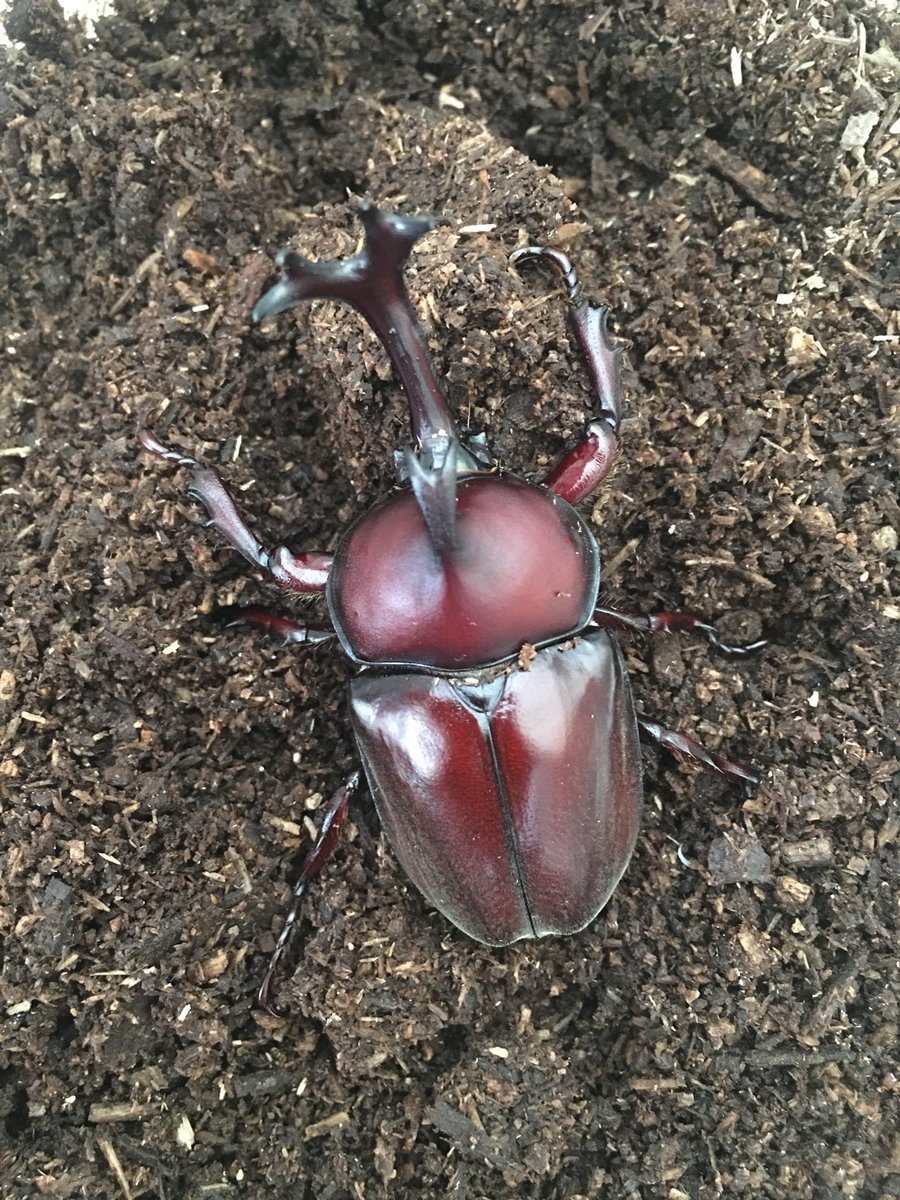 みっちゃん No Twitter 飼育した北海道のカブトムシ みっちゃん No Twitter 飼育した北海道のカブトムシ