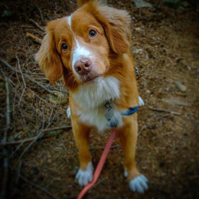 Tollchester's tweet photo. Mutt Crush Monday is brought to you by Parlay 🥰 🐾 •
•
•
#muttcrushmonday #loveisintheair #tollchester #tollers #bestdogsever #socute #ducktoller #retrieversofinstagram #walkies #nsdtr #tollersmile #happydog #tollerlove #barkhappy #awdogs #tollerl… https://t.co/COAXzgNwz7 https://t.co/dOsTgho7kx