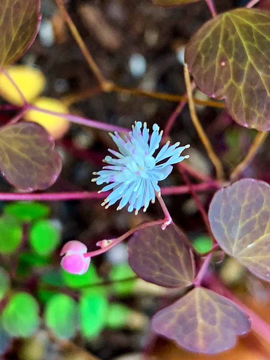 Cloudsailor 星羅の一日一花 タカサゴカラマツ 高砂唐松 別名タイワンバイカカラマツ 台湾梅花唐松 花 径1cmほどの小さな花 白花が基本種であるが赤花も流通 キンポウゲ科カラマツソウ属 台湾の高山帯の草原や岩場に生える Thalictrum Urbainii