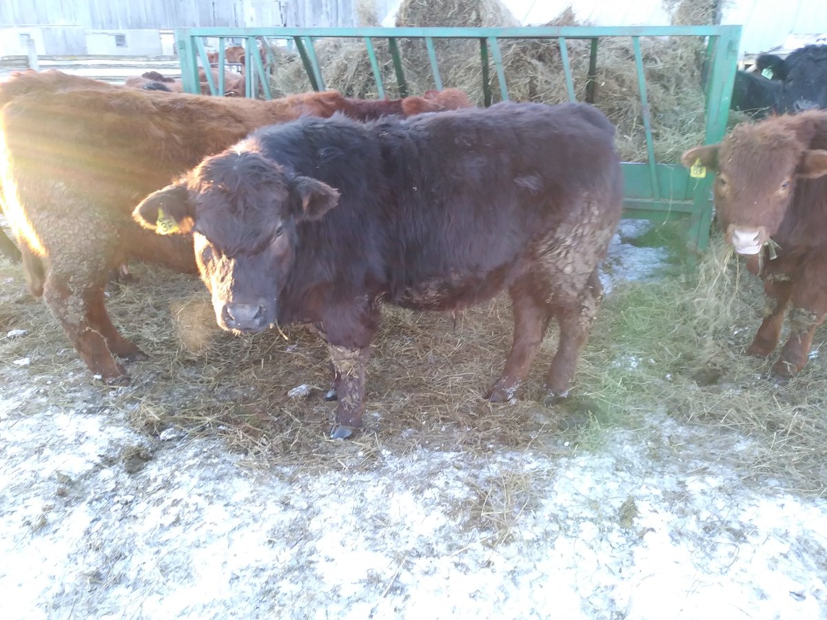 crownhillacres's tweet photo. Selling some of my @CDNLimousin feeder calves Feb 21 at Ontario Stockyards @carrollauctions https://t.co/GW9QLjgbia